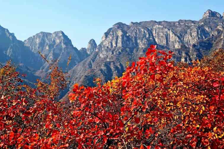 坡峰岭的红叶