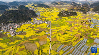 贵州：油菜花海绽春光