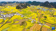贵州：油菜花海绽春光