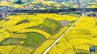 贵州：油菜花海绽春光