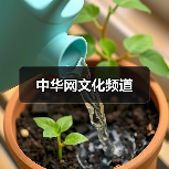 中华网文化频道（图4）