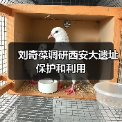 刘奇葆调研西安大遗址保护和利用（图1）