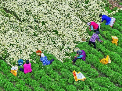 药香伴旅程:一张文旅融合的“中国方” 药香伴旅程:一张文旅融合的“中国方”