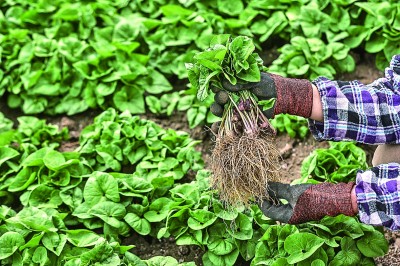 药香伴旅程:一张文旅融合的“中国方” 药香伴旅程:一张文旅融合的“中国方”