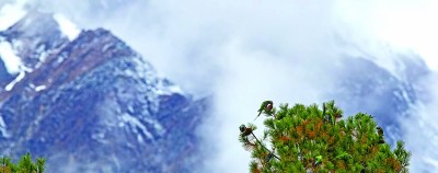 与自然之美相逢——走近记录自然的青年摄影师