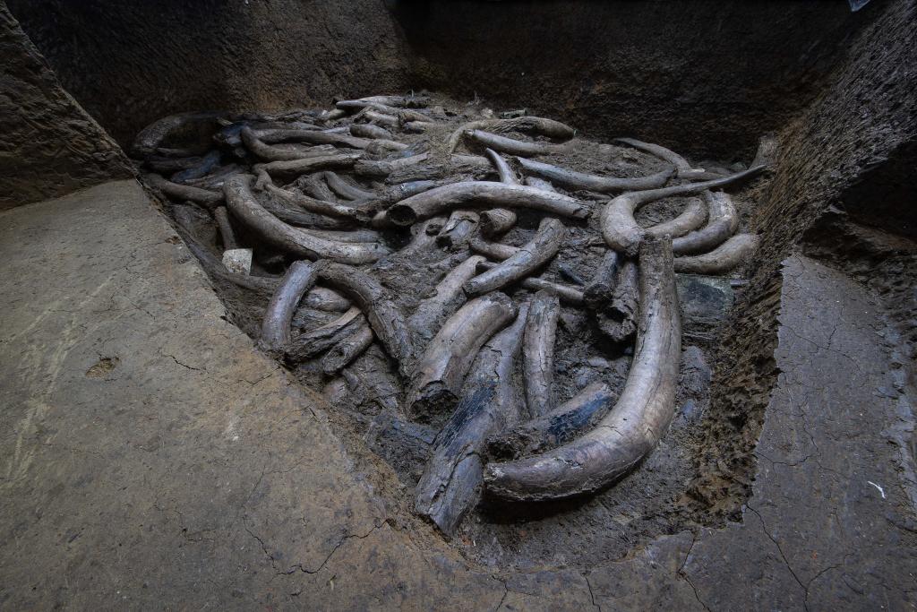 技术突破!文物医生成功“加固”三星堆象牙,国宝终可直面公众