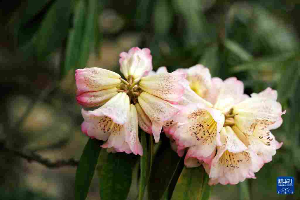 几日春风又春雨 杜鹃依旧映山红