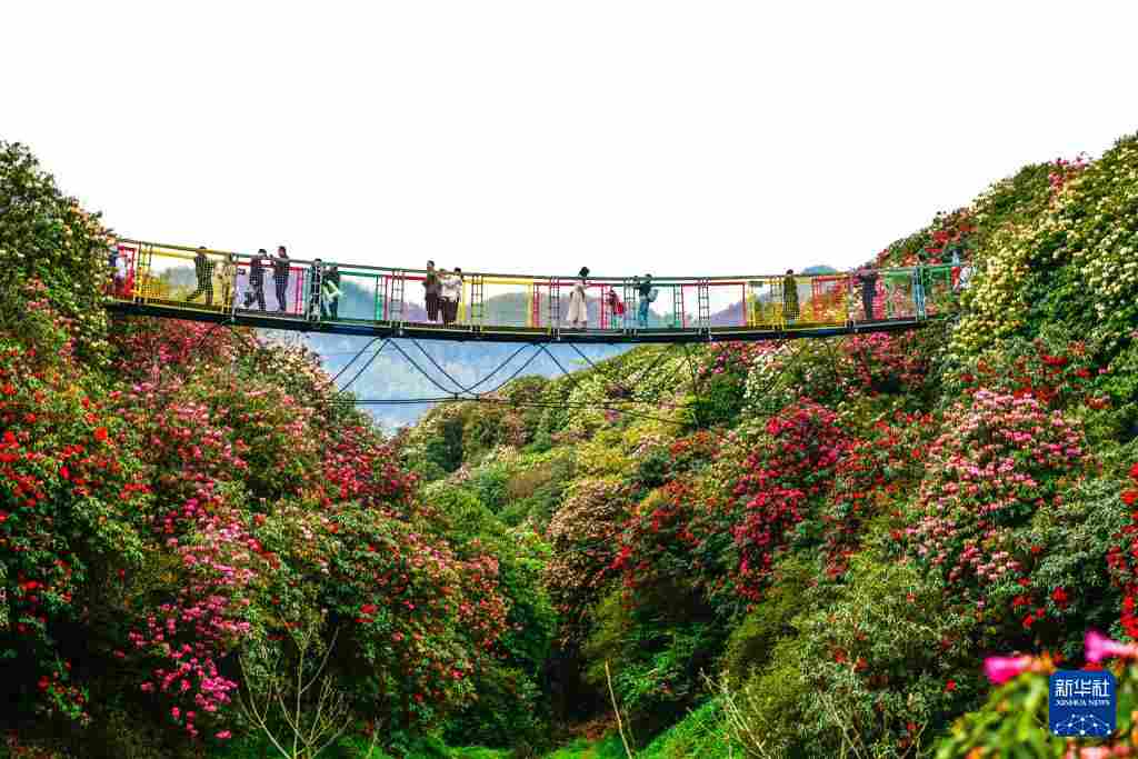几日春风又春雨 杜鹃依旧映山红
