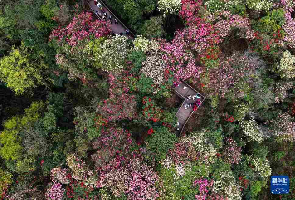 几日春风又春雨 杜鹃依旧映山红