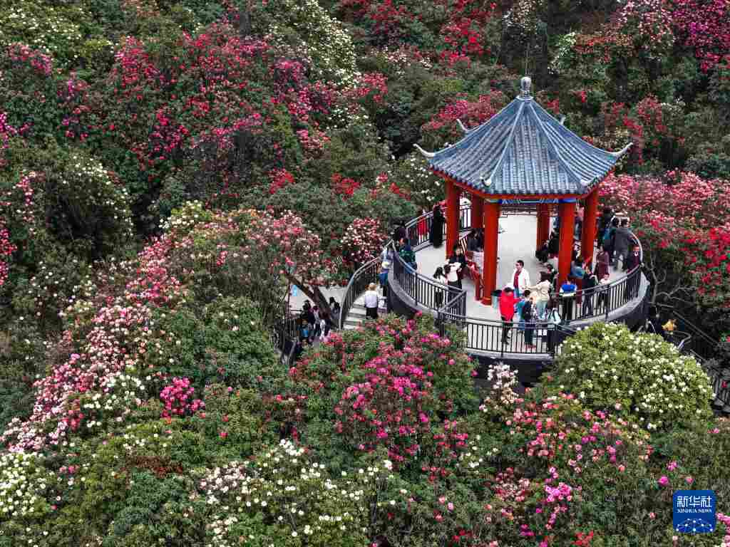 几日春风又春雨 杜鹃依旧映山红