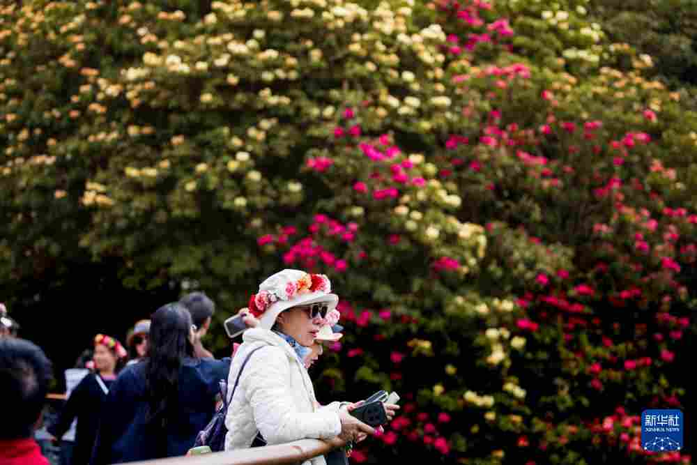 几日春风又春雨 杜鹃依旧映山红