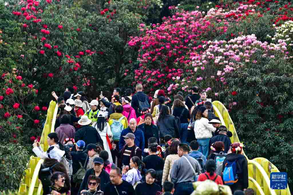 几日春风又春雨 杜鹃依旧映山红