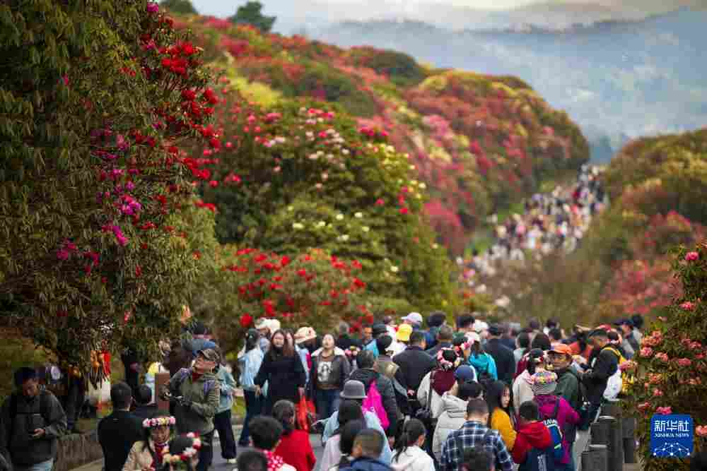几日春风又春雨 杜鹃依旧映山红
