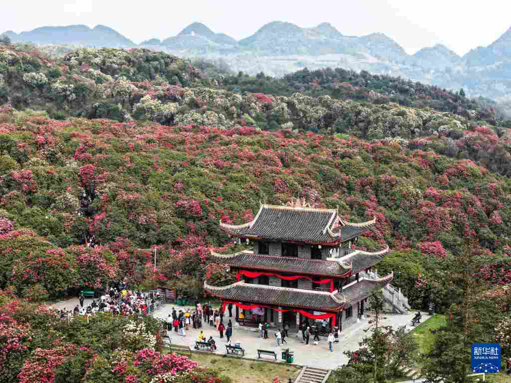 几日春风又春雨 杜鹃依旧映山红