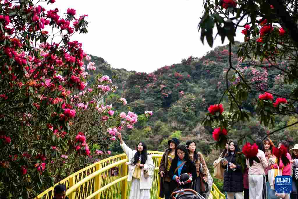 几日春风又春雨 杜鹃依旧映山红