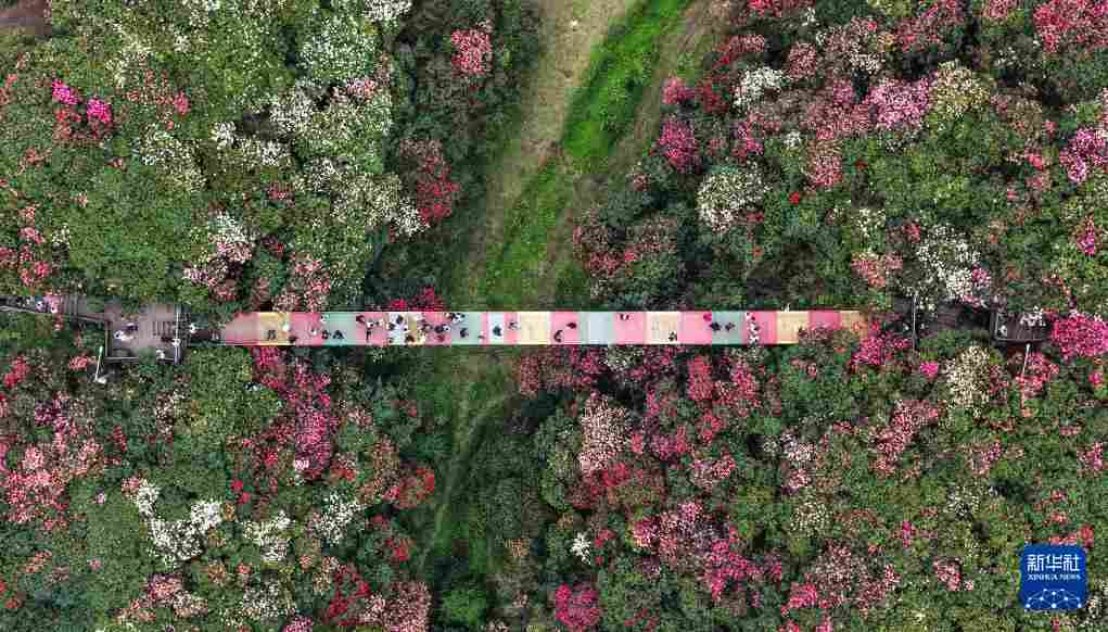 几日春风又春雨 杜鹃依旧映山红