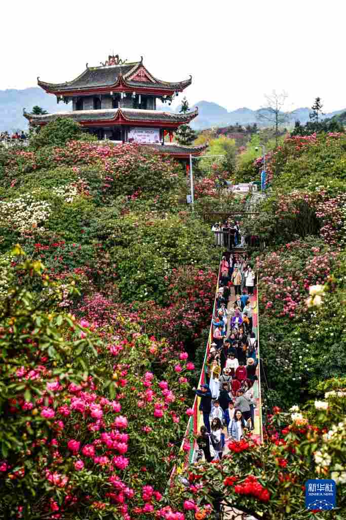 几日春风又春雨 杜鹃依旧映山红