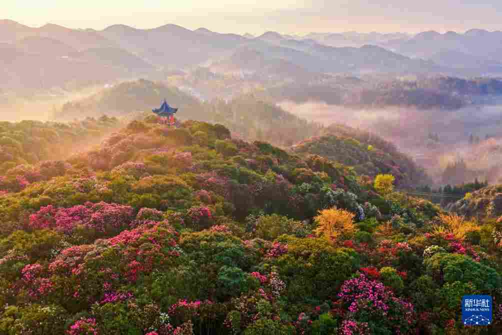 几日春风又春雨 杜鹃依旧映山红