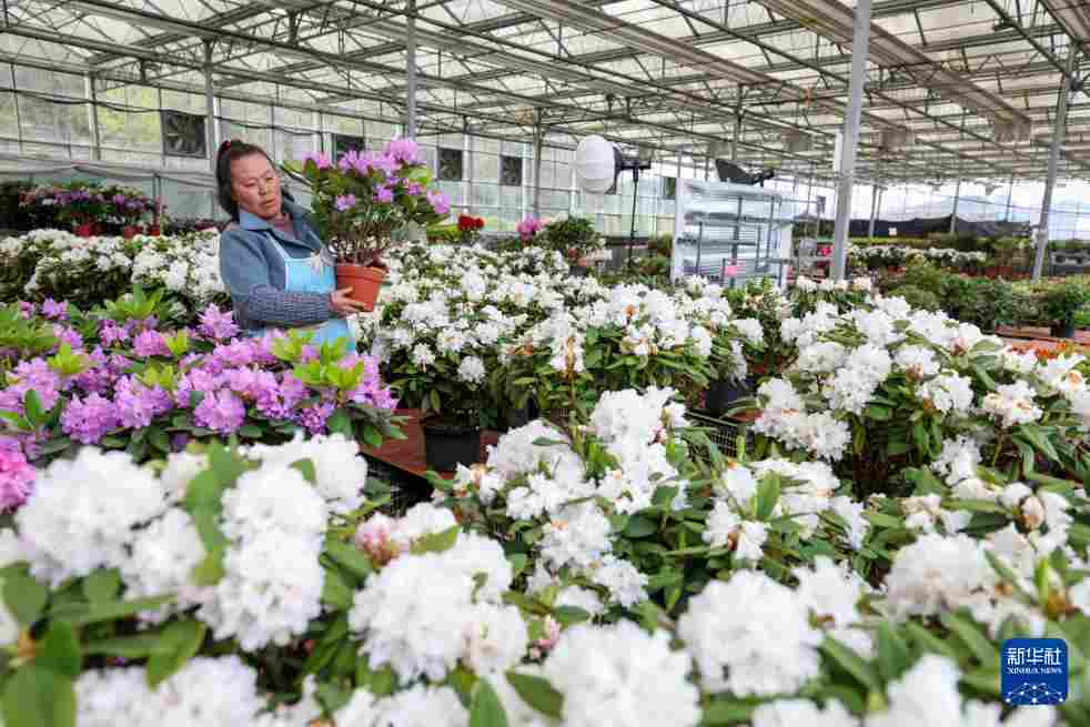 几日春风又春雨 杜鹃依旧映山红