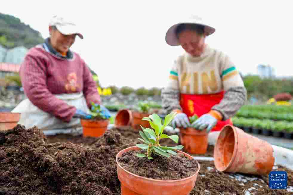 几日春风又春雨 杜鹃依旧映山红
