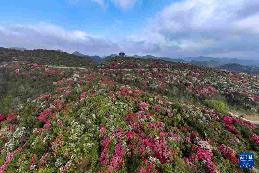 几日春风又春雨 杜鹃依旧映山红