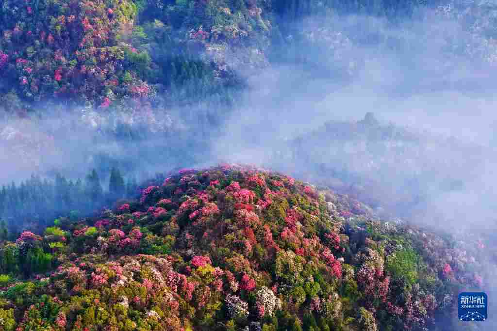 几日春风又春雨 杜鹃依旧映山红