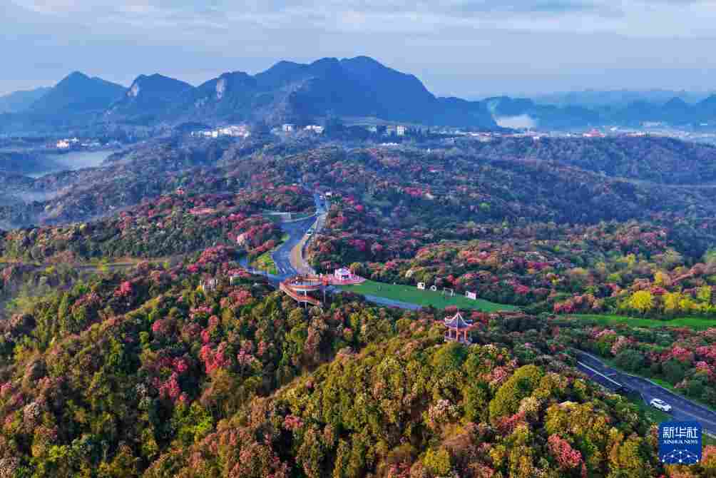几日春风又春雨 杜鹃依旧映山红