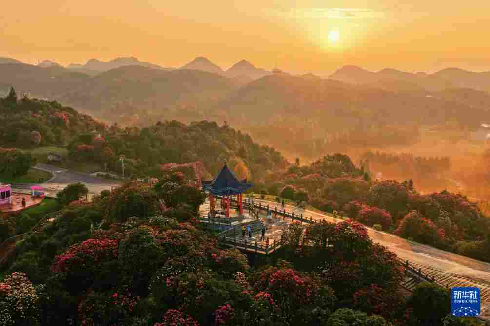 几日春风又春雨 杜鹃依旧映山红