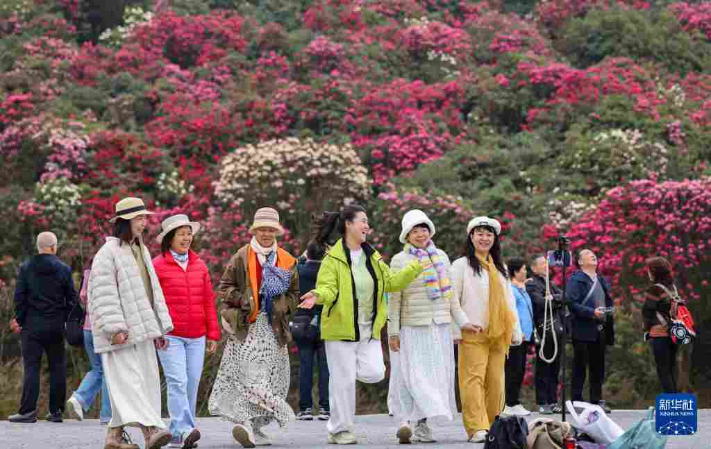 几日春风又春雨 杜鹃依旧映山红