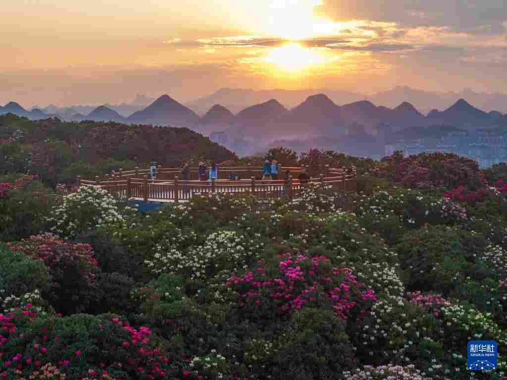 几日春风又春雨 杜鹃依旧映山红
