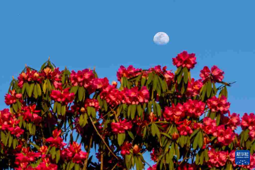 几日春风又春雨 杜鹃依旧映山红