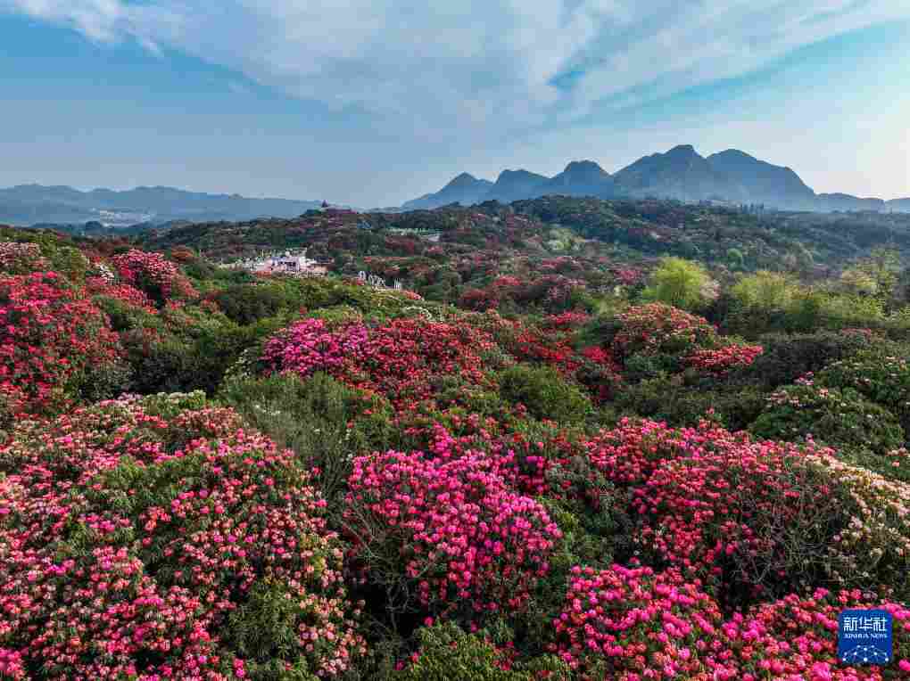 几日春风又春雨 杜鹃依旧映山红