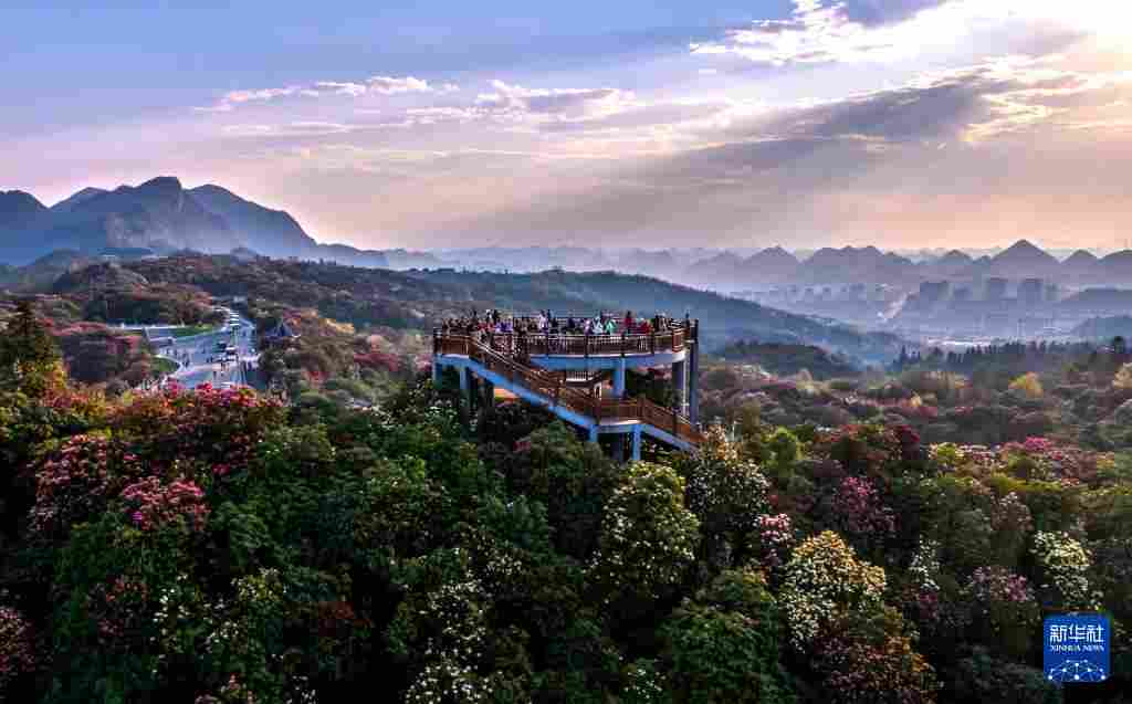几日春风又春雨 杜鹃依旧映山红