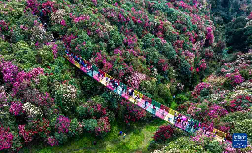 几日春风又春雨 杜鹃依旧映山红