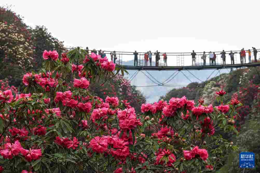 几日春风又春雨 杜鹃依旧映山红