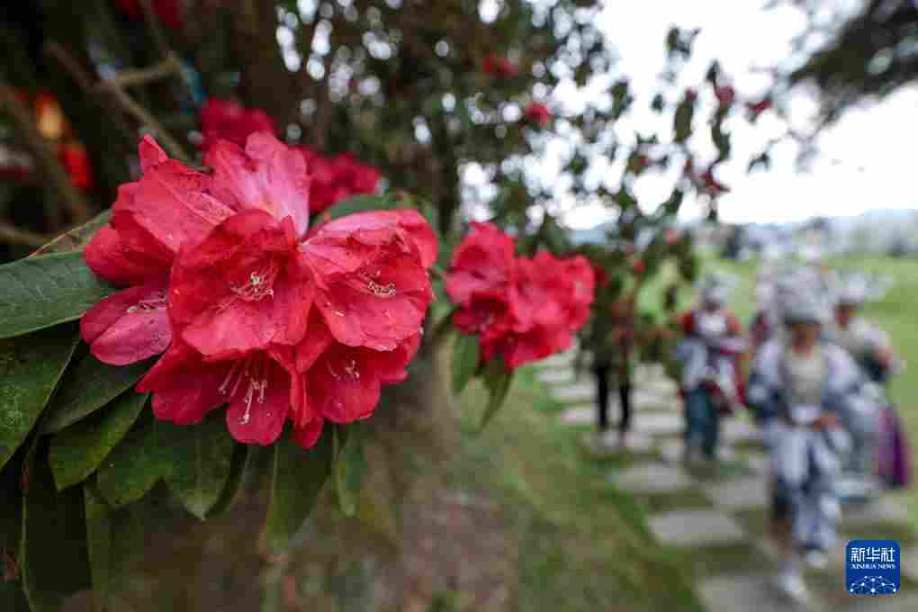 几日春风又春雨 杜鹃依旧映山红